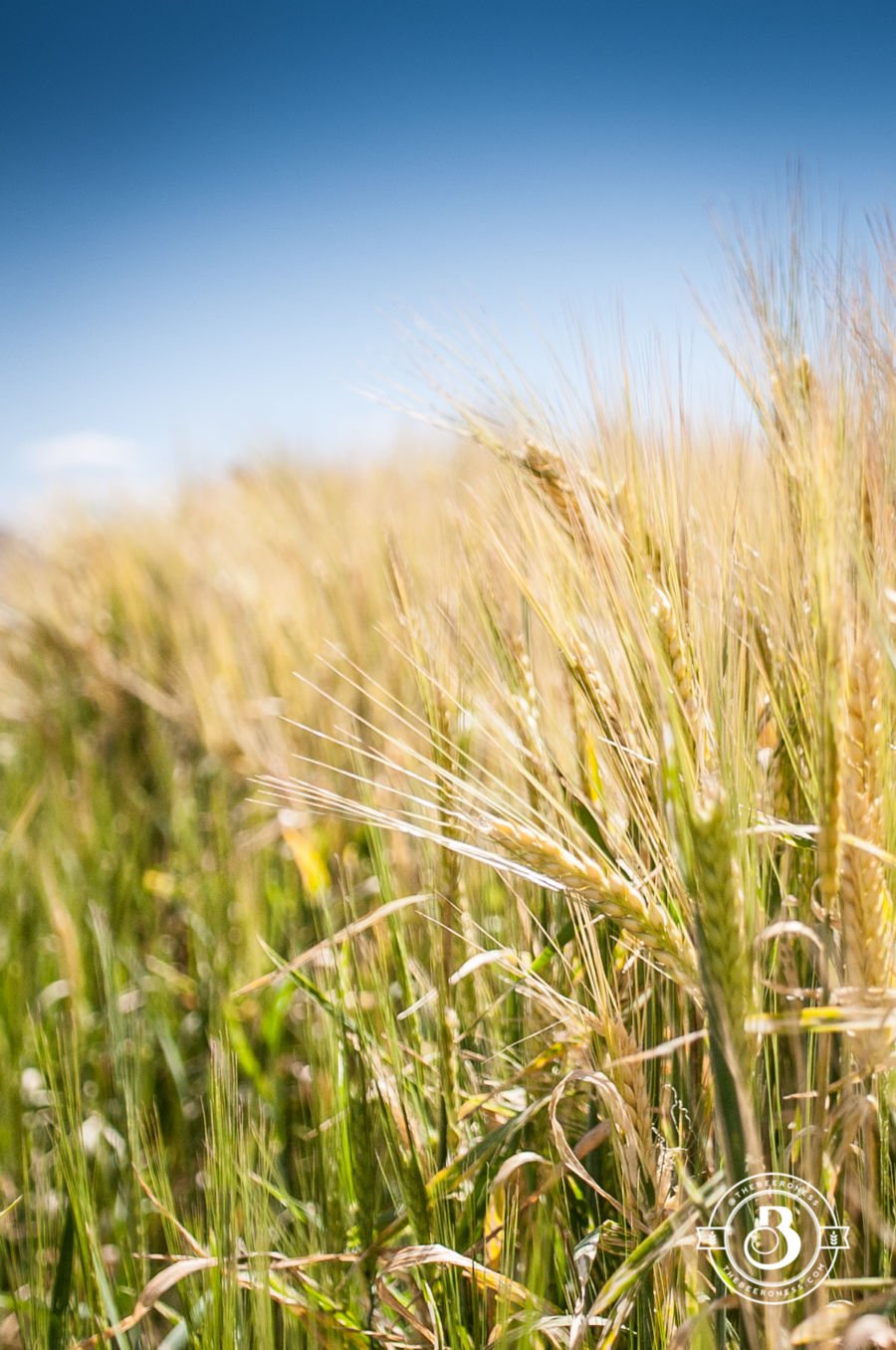 Barley Field Trip5