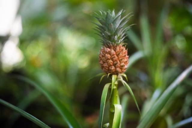 homemade-pineapple-pizza-food